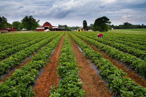 Strawberry Fields .